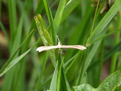 Tijmvedermot, (micro) Merrifieldia leucodactyla.JPG